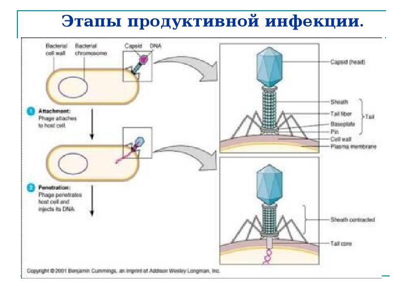 Схема развития бактериофага