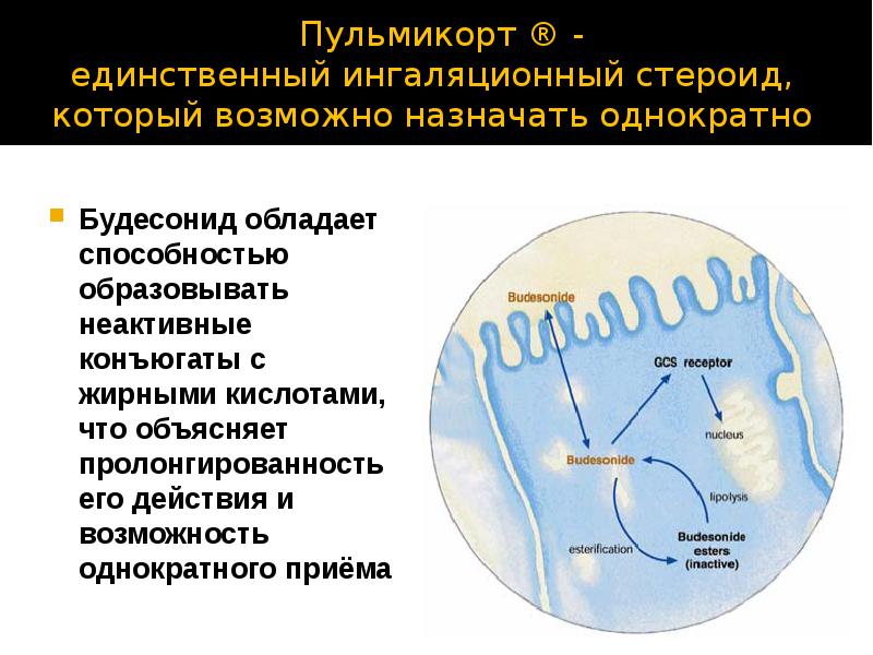 Презентация фармакотерапия бронхиальной астмы