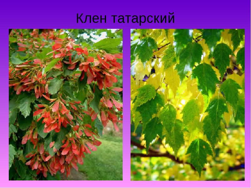 Дерево клен татарский фото и описание