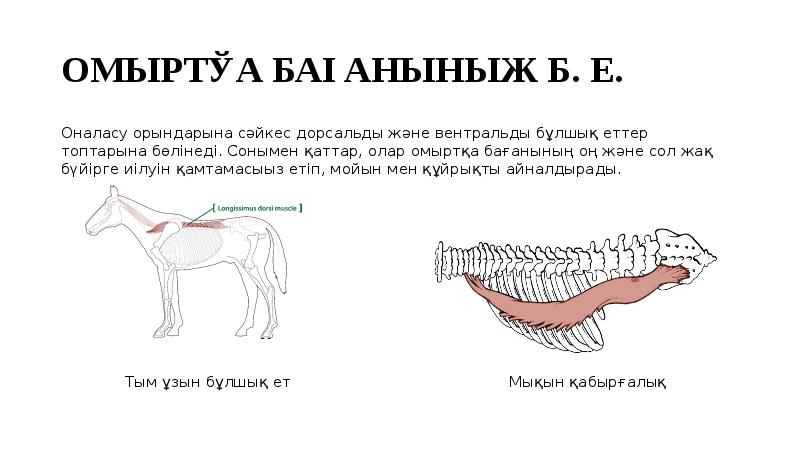 Мимикалық бұлшық еттер презентация