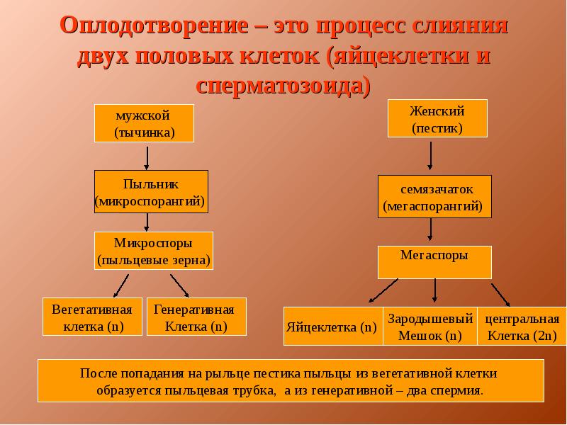 Покрытосеменные проект 5 класс