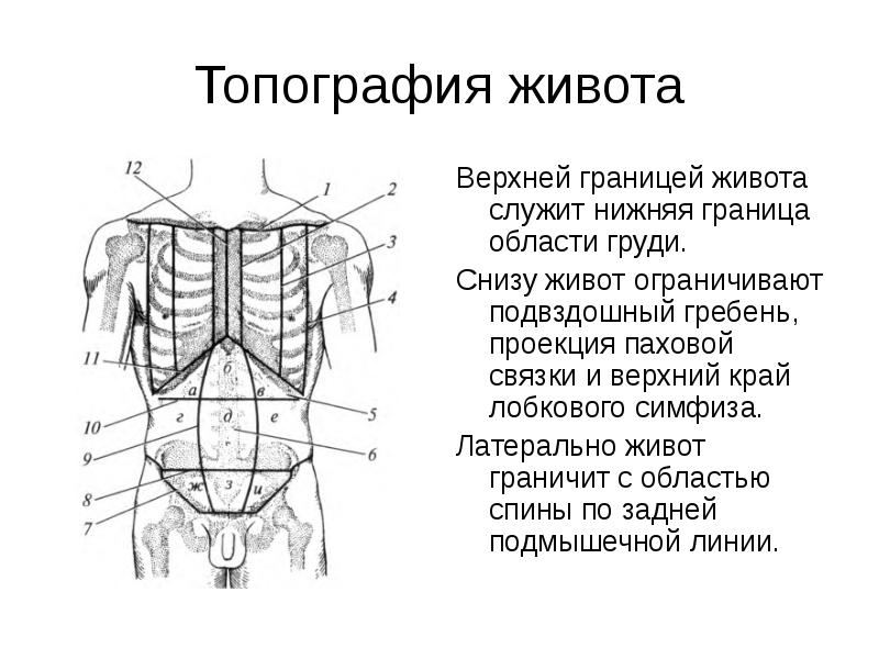 Границы переднебоковой стенки