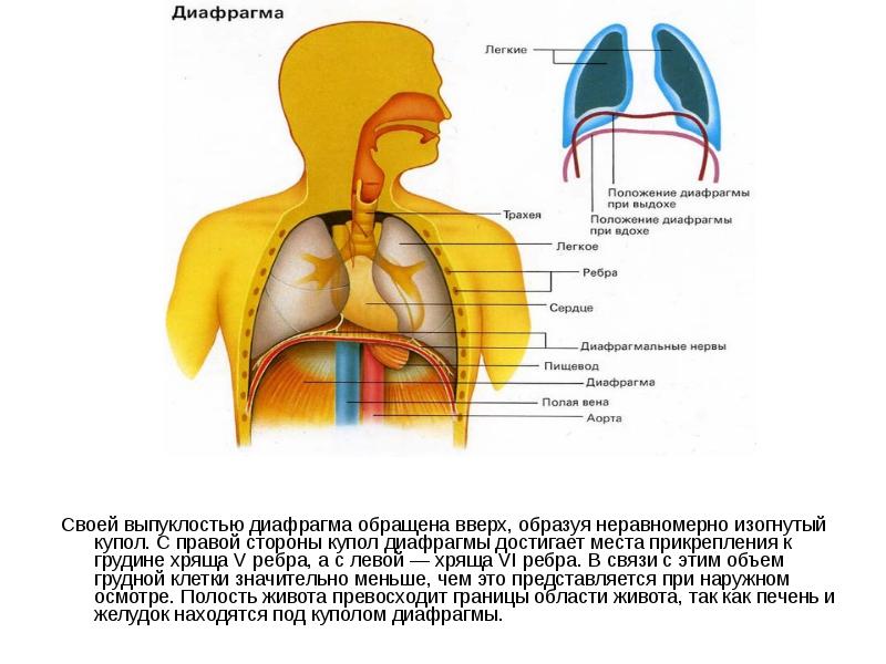 Болит диафрагма. Купол диафрагмы. Диафрагма место прикрепления. Правый купол диафрагмы. Купол диафрагмы при вдохе.