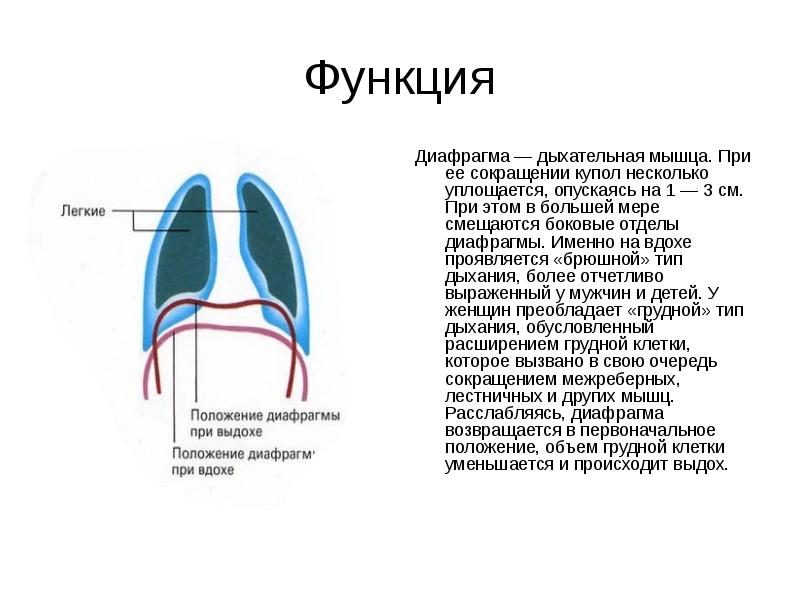 Дыхательная мышца диафрагма на рисунке