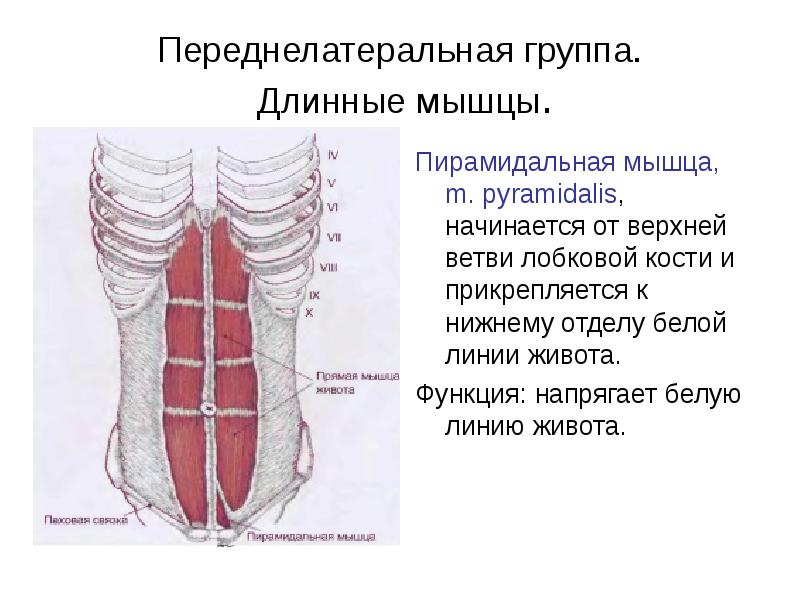 Реферат: Мышцы: начало, место прикрепления, функция