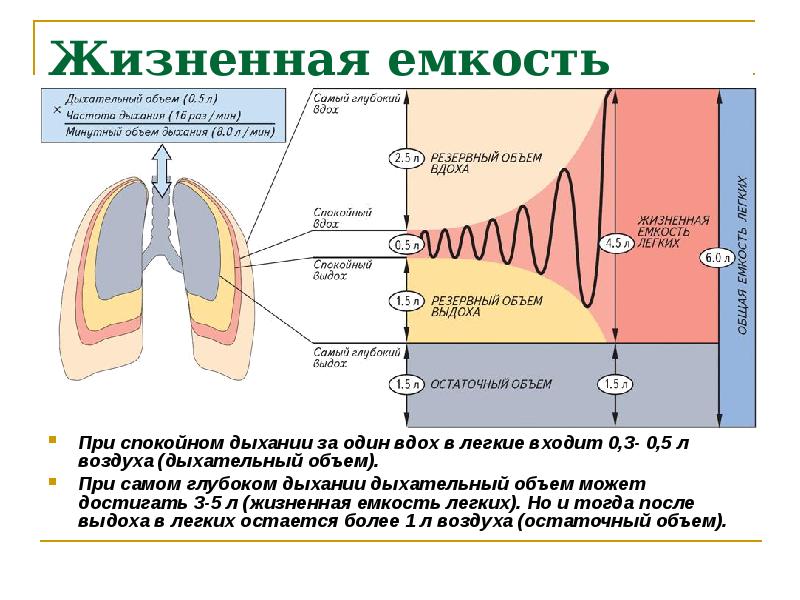 Дыхательные объемы картинка