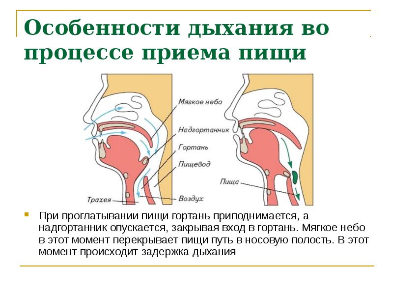 Надгортанник образован. Особенности дыхания в процессе приема пищи. Функция надгортанника при глотании. Функциональная связь процессов дыхания жевания и глотания.