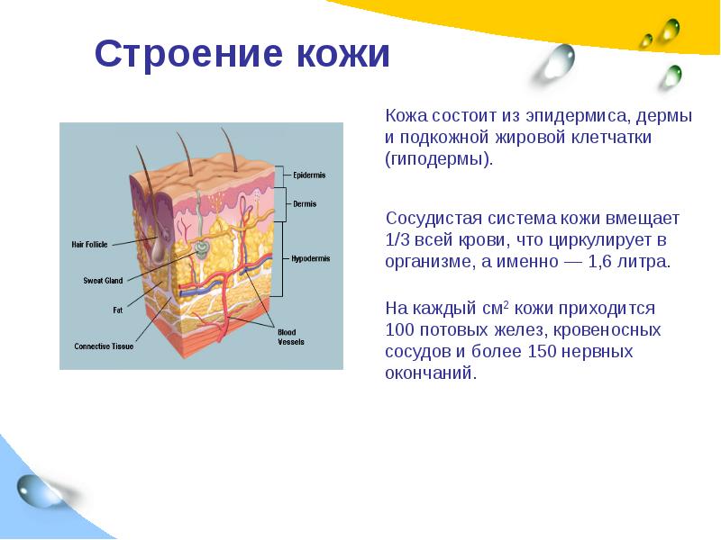 Рассмотрите рисунок 90 найдите эпидермис дерма и гиподерма