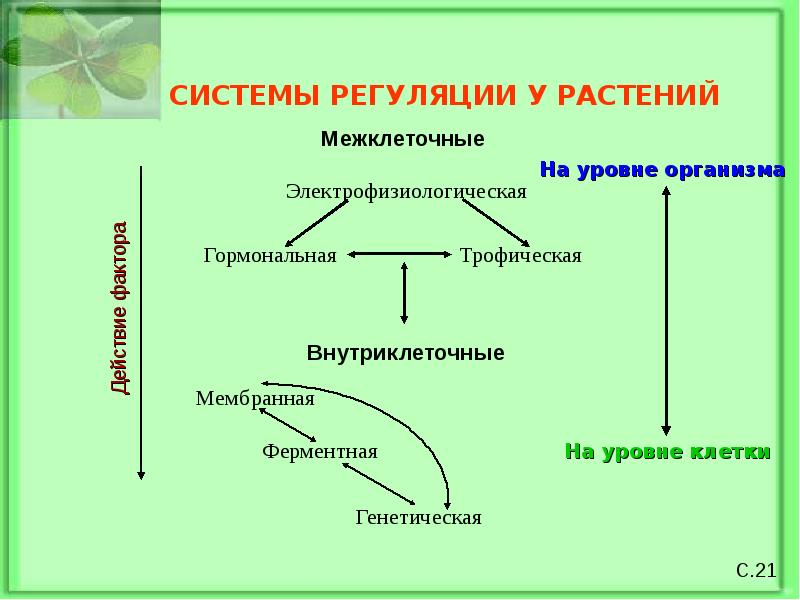 Регуляции растений и животных