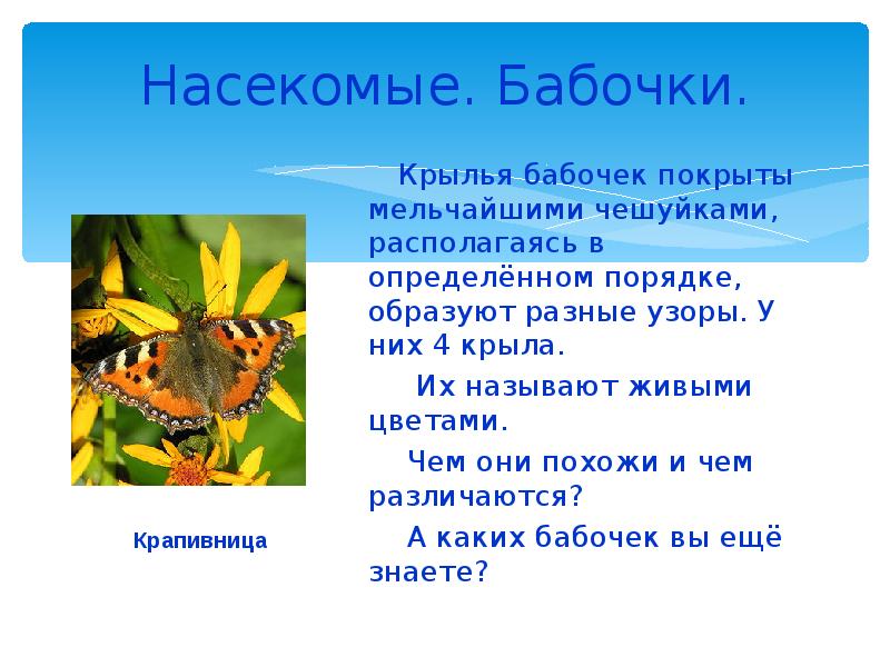 Первые бабочки сообщение 2 класс окружающий мир. Бабочка описание насекомого. Крылья бабочек покрыты мелкими чешуйками. Сообщение про насекомых и бабочек на опушке леса. Мини проект о насекомых бабочки.