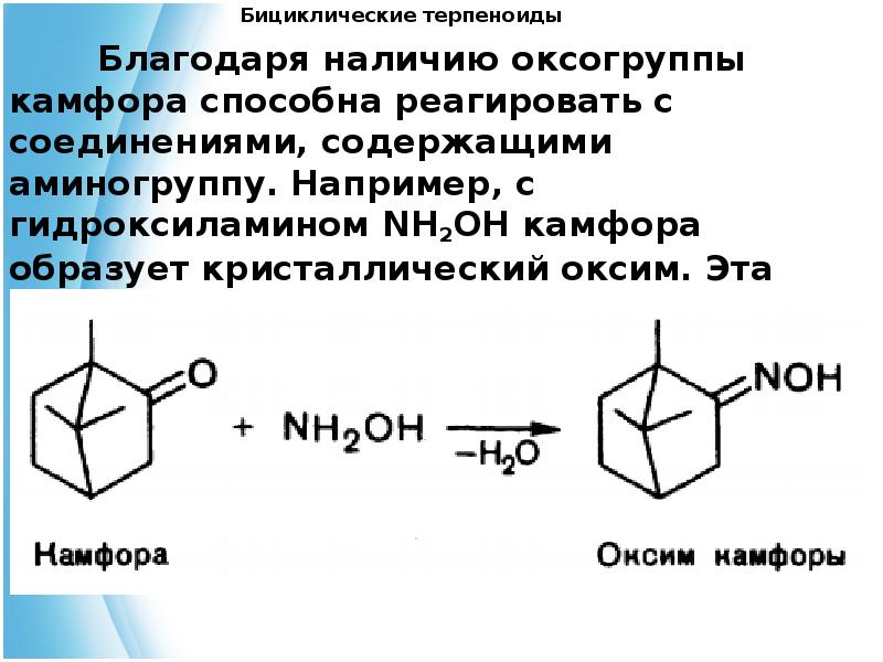 Наличие благодаря. Бициклические терпены. Камфора подлинность реакции. Камфора реакция образования оксимов. Камфора функциональные группы.