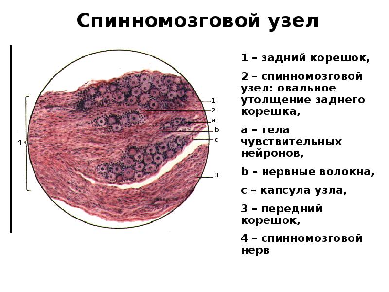 Спинномозговой узел Спинномозговой узел