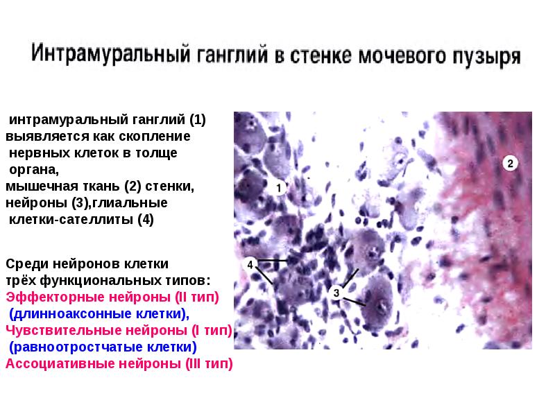 Нейронный состав вегетативного ганглия рисунок гистология