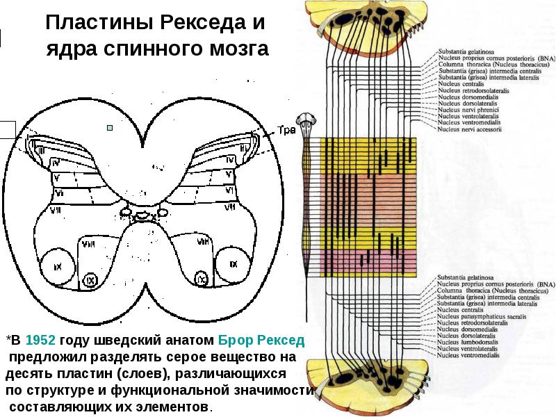 Пластины Рекседа и ядра спинного мозга Пластины Рекседа и ядра спинного мозга