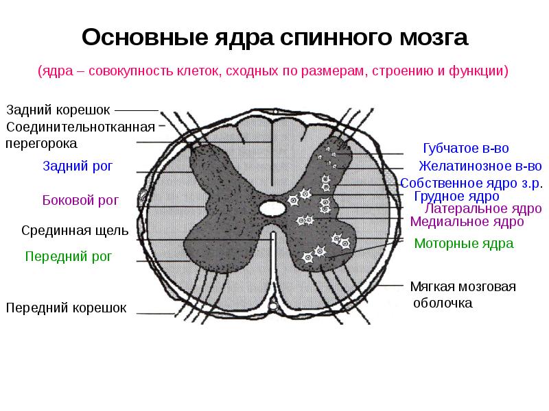 Спинной мозг где находится фото