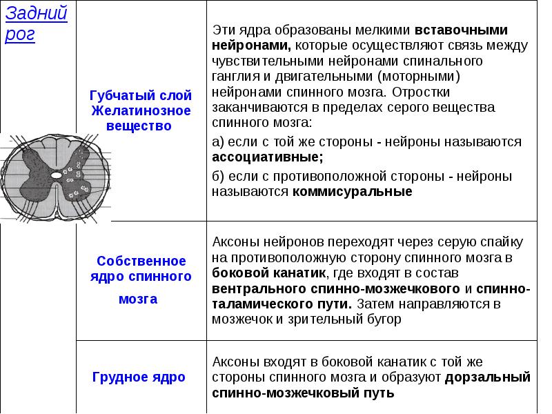 Схема ядра серого вещества спинного мозга