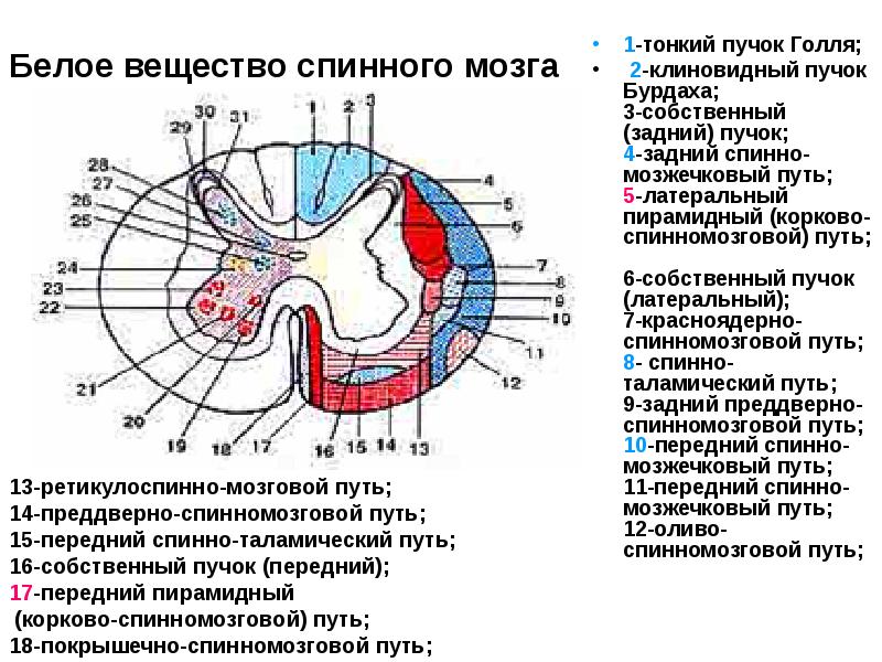 Белое вещество спинного мозга
1-тонкий пучок Голля;
2-клиновидный пучок Бурдаха; Белое вещество спинного мозга
1-тонкий пучок Голля;
2-клиновидный пучок Бурдаха;