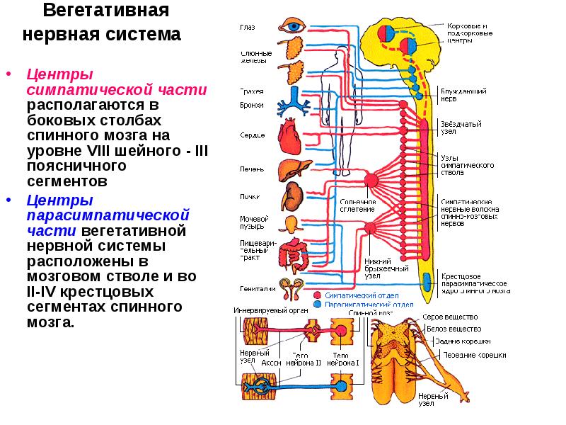 Вегетативная нервная система
Центры симпатической части располагаются в боковых Вегетативная нервная система
Центры симпатической части располагаются в боковых