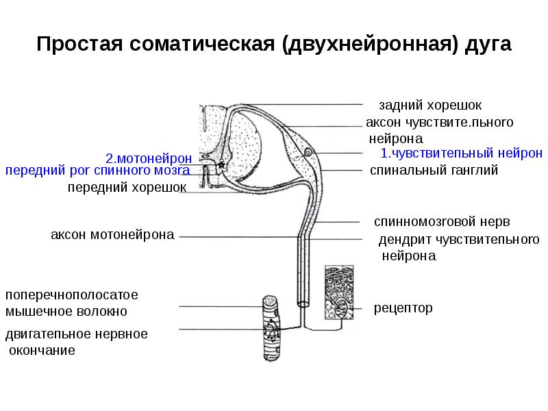 Простая соматическая (двухнейронная) дуга Простая соматическая (двухнейронная) дуга