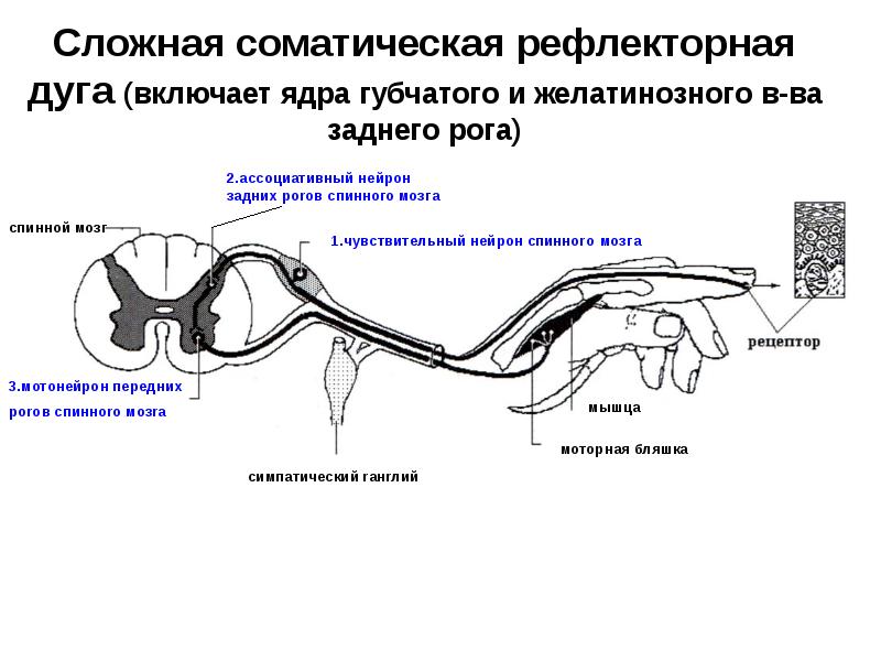 Сложная соматическая рефлекторная дуга (включает ядра губчатого и желатинозного в-ва заднего Сложная соматическая рефлекторная дуга (включает ядра губчатого и желатинозного в-ва заднего