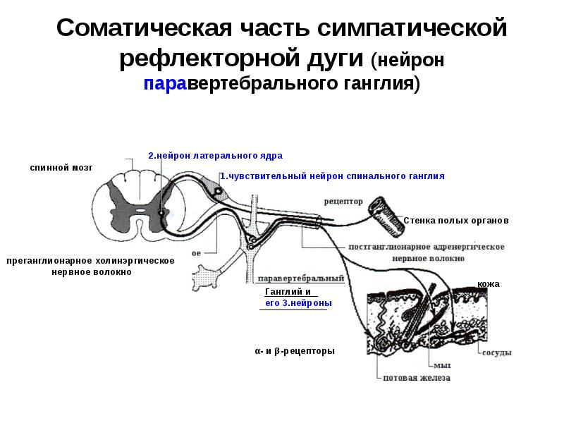 Соматическая часть симпатической рефлекторной дуги (нейрон паравертебрального ганглия) Соматическая часть симпатической рефлекторной дуги (нейрон паравертебрального ганглия)