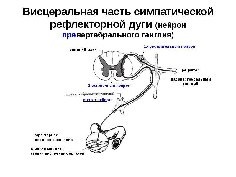 Вегетативная нервная система гистология презентация