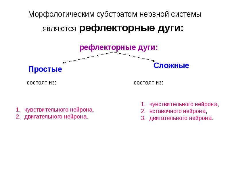Морфологическим субстратом нервной системы являются рефлекторные дуги: Морфологическим субстратом нервной системы являются рефлекторные дуги: