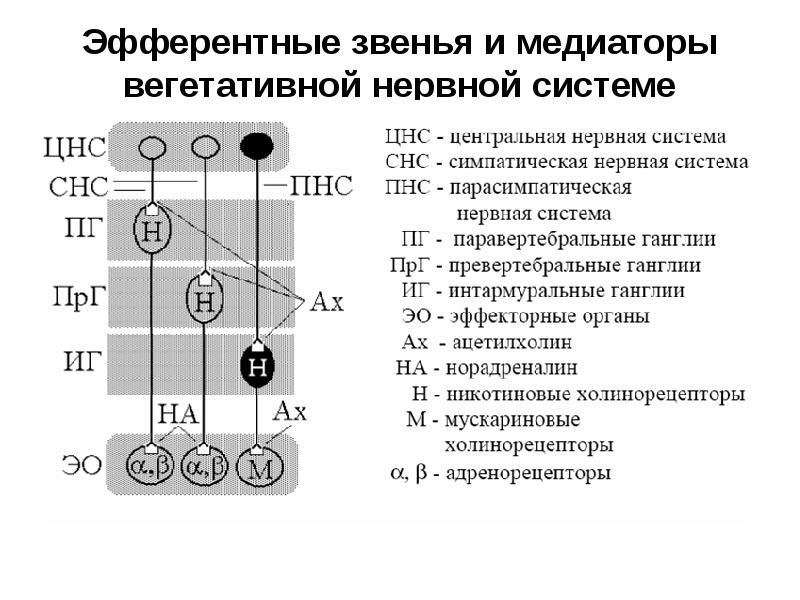 Эфферентные звенья и медиаторы вегетативной нервной системе Эфферентные звенья и медиаторы вегетативной нервной системе