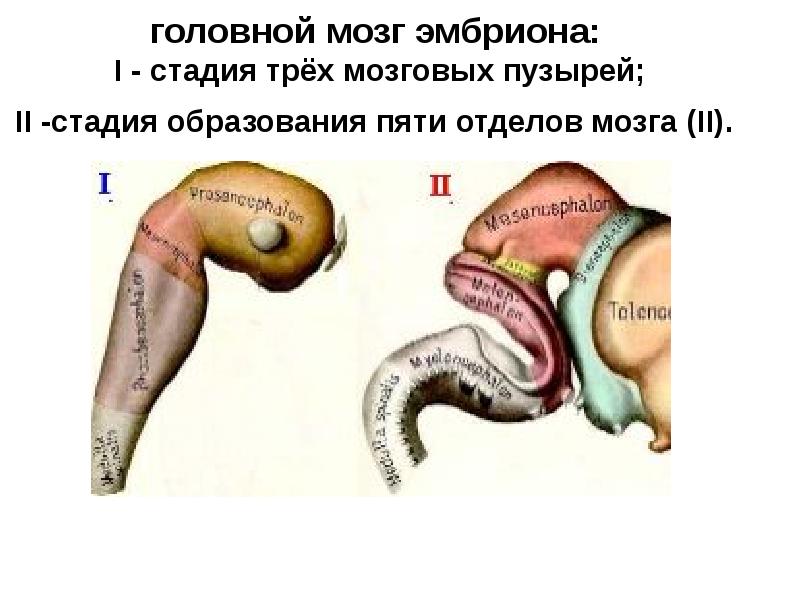 головной мозг эмбриона: I - стадия трёх мозговых пузырей; II головной мозг эмбриона: I - стадия трёх мозговых пузырей; II