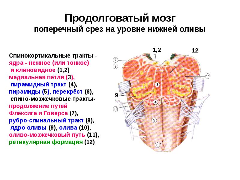 Продолговатый мозг поперечный срез на уровне нижней оливы Продолговатый мозг поперечный срез на уровне нижней оливы