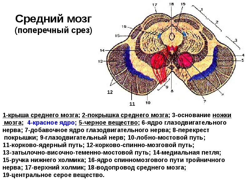 Средний мозг (поперечный срез) Средний мозг (поперечный срез)
