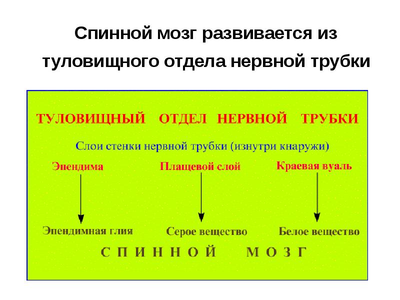 Спинной мозг развивается из туловищного отдела нервной трубки Спинной мозг развивается из туловищного отдела нервной трубки