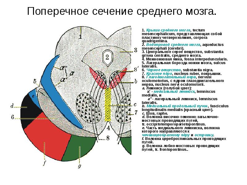 Средний мозг срез схема