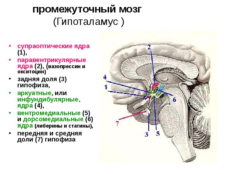 промежуточный мозг (Гипоталамус )
супраоптические ядра (1),
паравентрикулярные ядра (2), промежуточный мозг (Гипоталамус )
супраоптические ядра (1),
паравентрикулярные ядра (2),