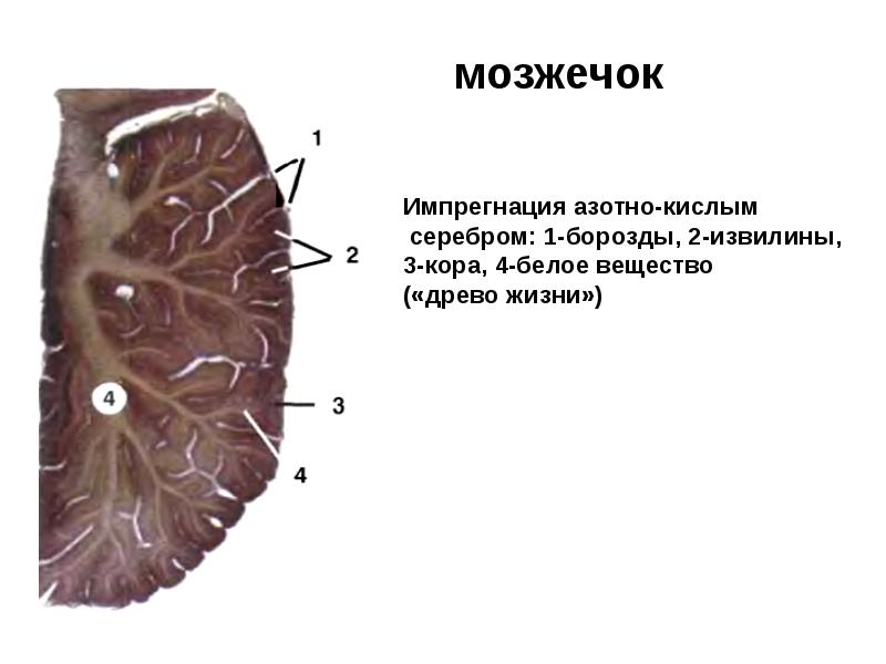 мозжечок мозжечок
