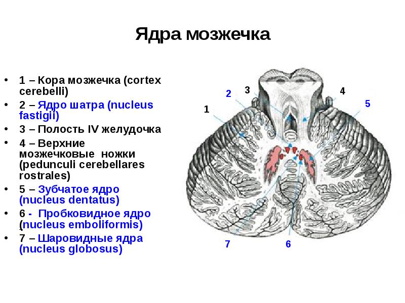 Ядра мозжечка
1 – Кора мозжечка (cortex cerebelli)
2 – Ядра мозжечка
1 – Кора мозжечка (cortex cerebelli)
2 –