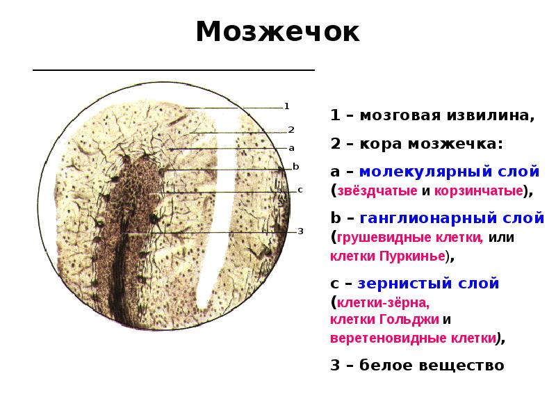 Мозжечок Мозжечок