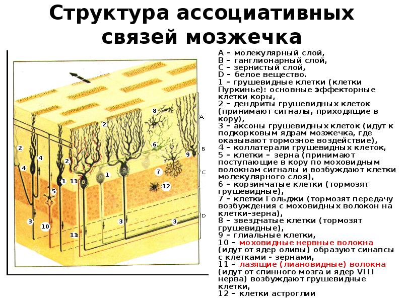 Структура ассоциативных связей мозжечка Структура ассоциативных связей мозжечка