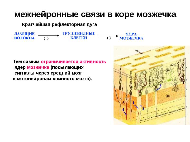 межнейронные связи в коре мозжечка межнейронные связи в коре мозжечка