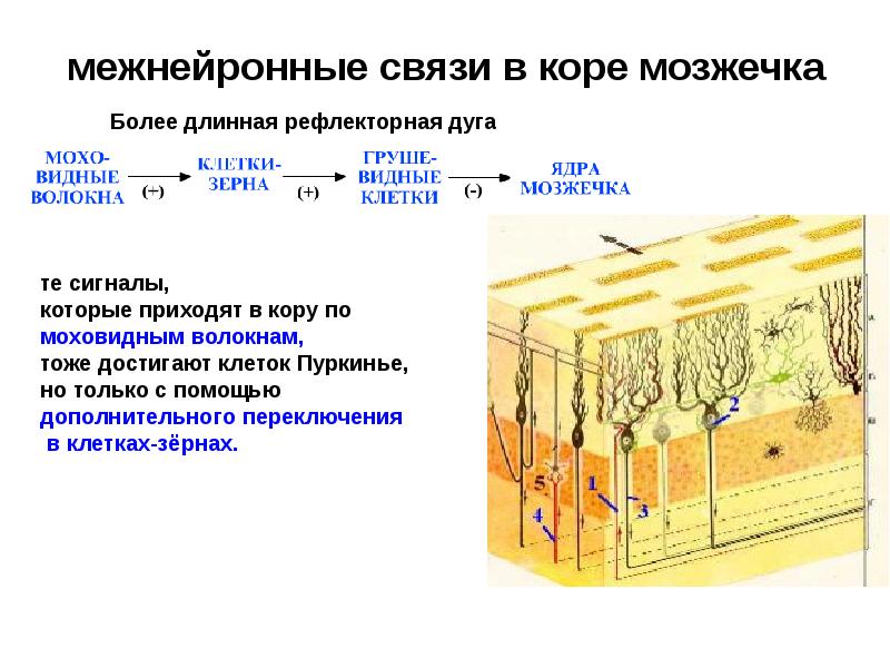 межнейронные связи в коре мозжечка межнейронные связи в коре мозжечка