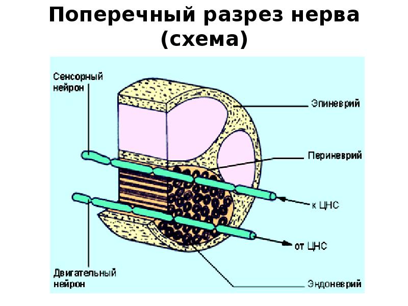 Поперечный разрез нерва (схема) Поперечный разрез нерва (схема)