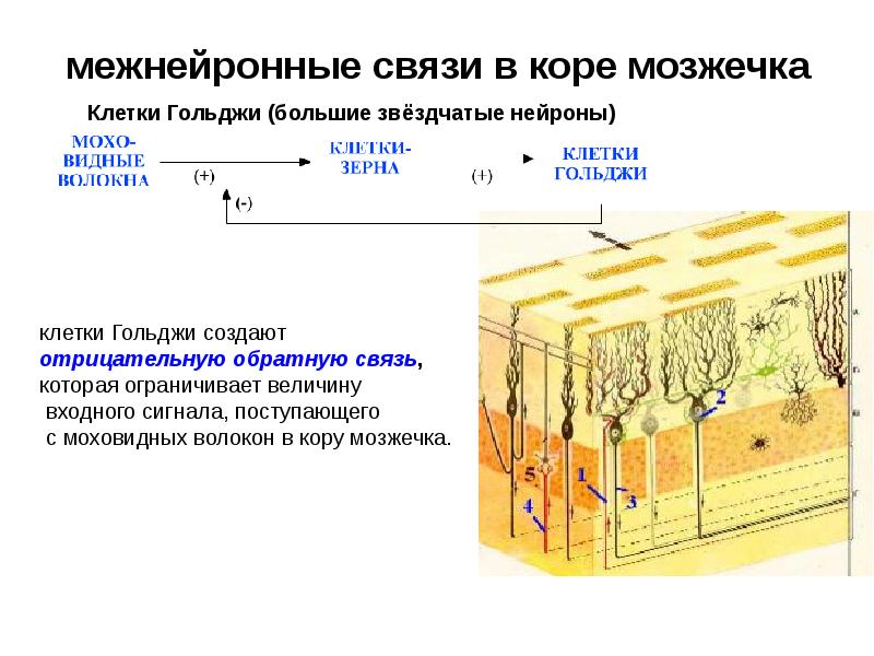 межнейронные связи в коре мозжечка межнейронные связи в коре мозжечка
