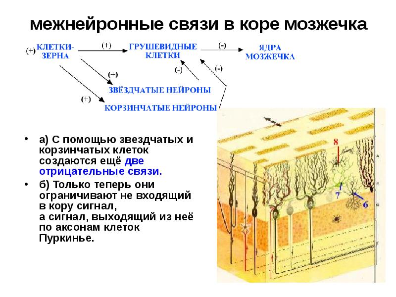 межнейронные связи в коре мозжечка
а) С помощью звездчатых и корзинчатых межнейронные связи в коре мозжечка
а) С помощью звездчатых и корзинчатых