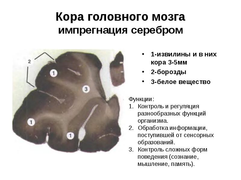 Кора головного мозга импрегнация серебром
1-извилины и в них кора 3-5мм
Кора головного мозга импрегнация серебром
1-извилины и в них кора 3-5мм