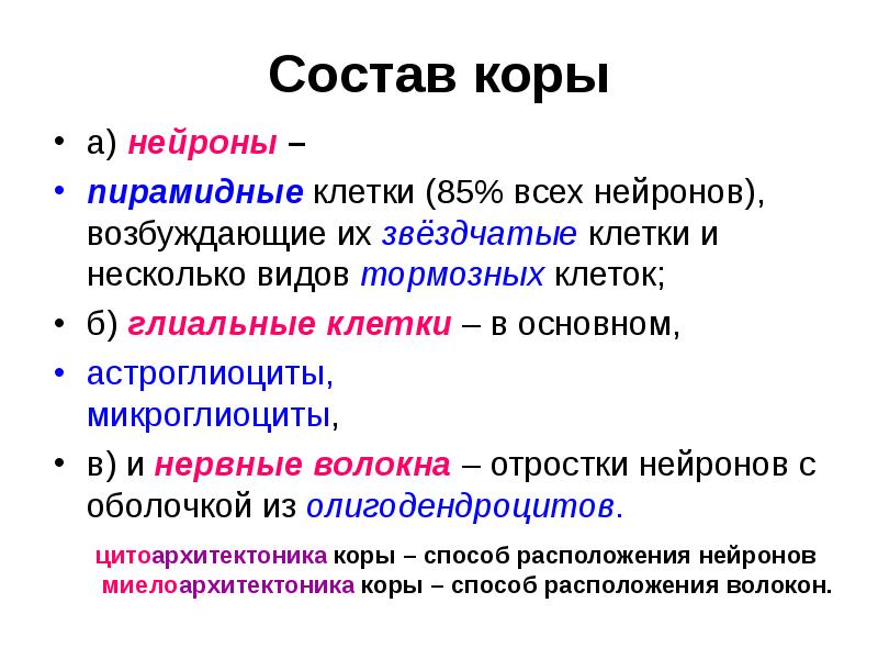 Состав коры
а) нейроны –
пирамидные клетки (85% всех нейронов), Состав коры
а) нейроны –
пирамидные клетки (85% всех нейронов),
