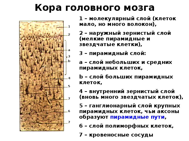 Кора головного мозга Кора головного мозга