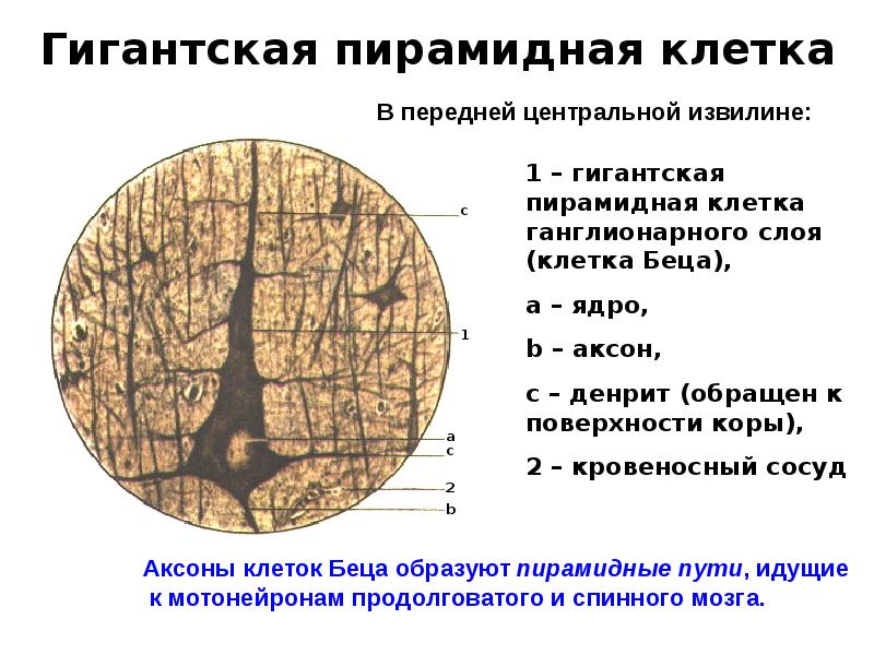 Гигантская пирамидная клетка Гигантская пирамидная клетка