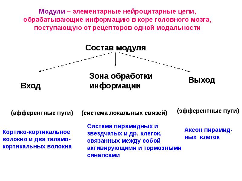 Модули – элементарные нейроцитарные цепи, обрабатывающие информацию в коре головного мозга, Модули – элементарные нейроцитарные цепи, обрабатывающие информацию в коре головного мозга,
