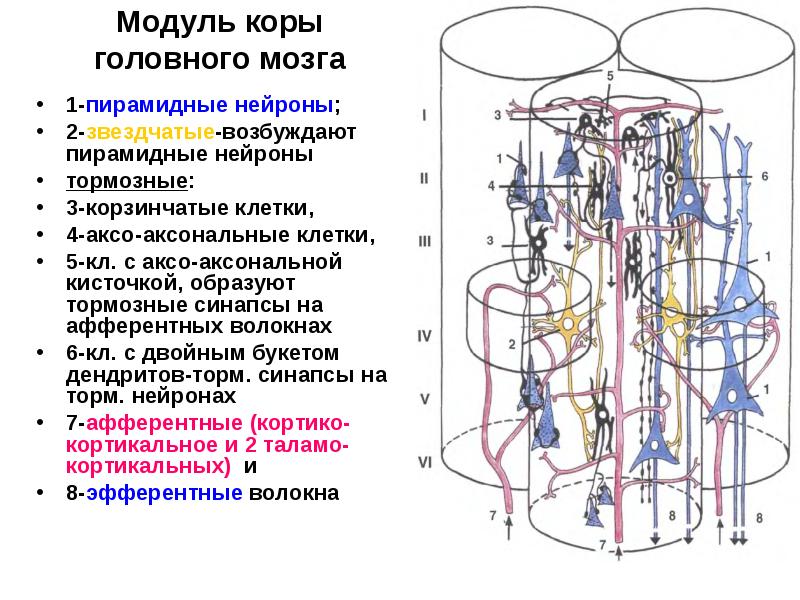 Модуль коры головного мозга
1-пирамидные нейроны;
2-звездчатые-возбуждают пирамидные нейроны
тормозные:
Модуль коры головного мозга
1-пирамидные нейроны;
2-звездчатые-возбуждают пирамидные нейроны
тормозные: