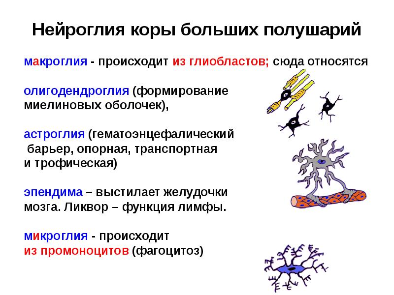 Нейроглия коры больших полушарий
макроглия - происходит из глиобластов; сюда относятся
Нейроглия коры больших полушарий
макроглия - происходит из глиобластов; сюда относятся